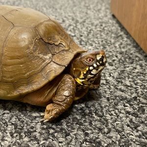 Meet your Posher, Jocelyn